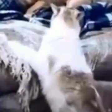 kittens and puppies Hilarious comp 2021