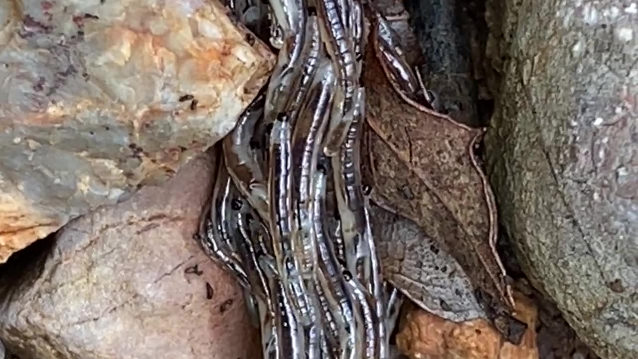 Thousands of Tiny Worms Form Giant Chain