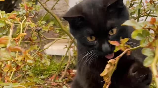 cat having fun in the garden