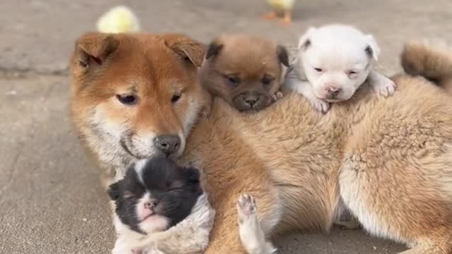 Funny dog babies playing😍😍