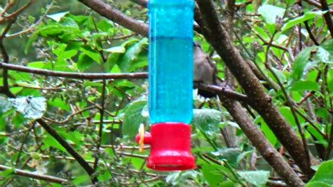 Hummingbird