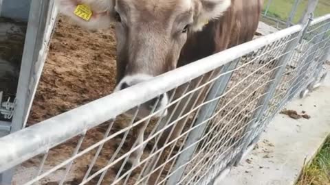 Cow licks mouth while trumpet plays