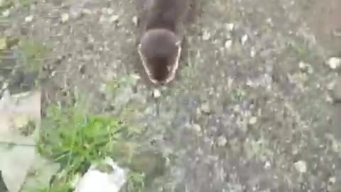 CUTE OTTER VIDEO | #7