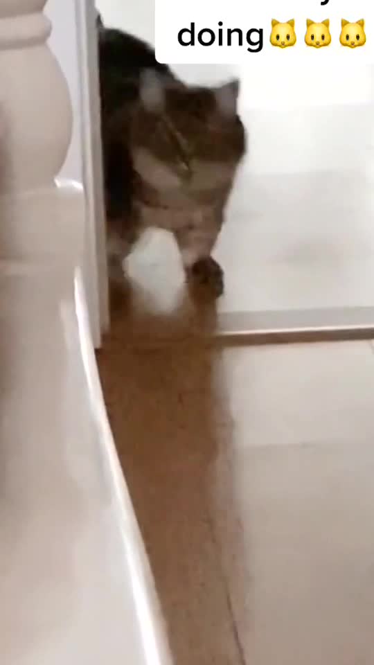 This cat’s eyes glow 🤣