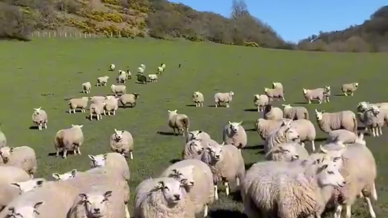 Funny video ,# Amazing dog herding ,# a field of sheep.