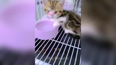You Need a Cat for Daily Laughs 😂 Funny Animal Videos 2024 😂