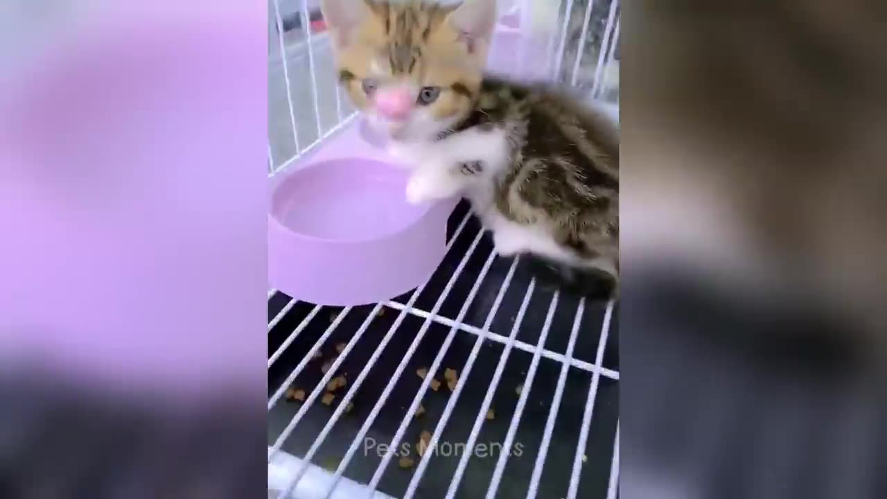 You Need a Cat for Daily Laughs 😂 Funny Animal Videos 2024 😂