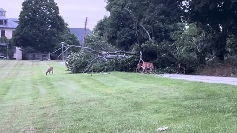 Deer Grazing