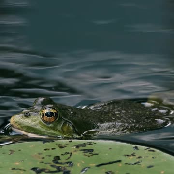 Frog video ll Epic Fail ll