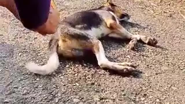 Dog,sad 😢 moment