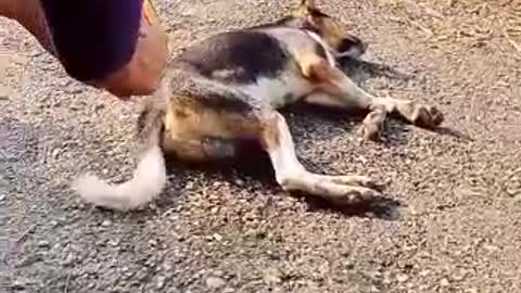 Dog,sad 😢 moment