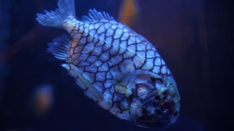 Beautiful pineapplefish close shot blue lights
