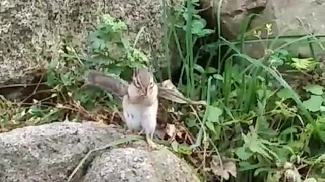 Squirrel's prey with both cheeks