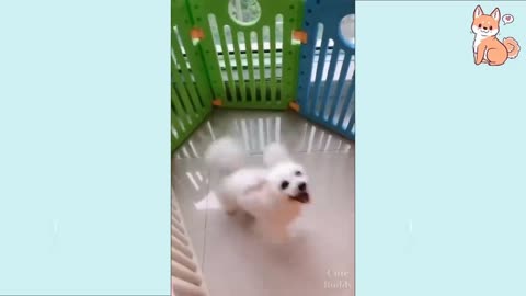 Dog dance