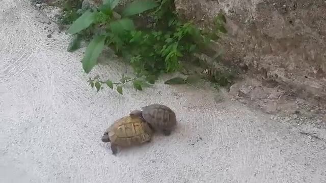 Turtle pairing. Funny sounds