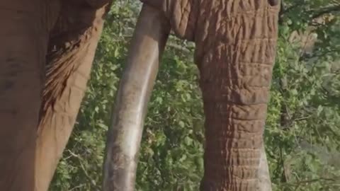 The Largest Tusks In Africa