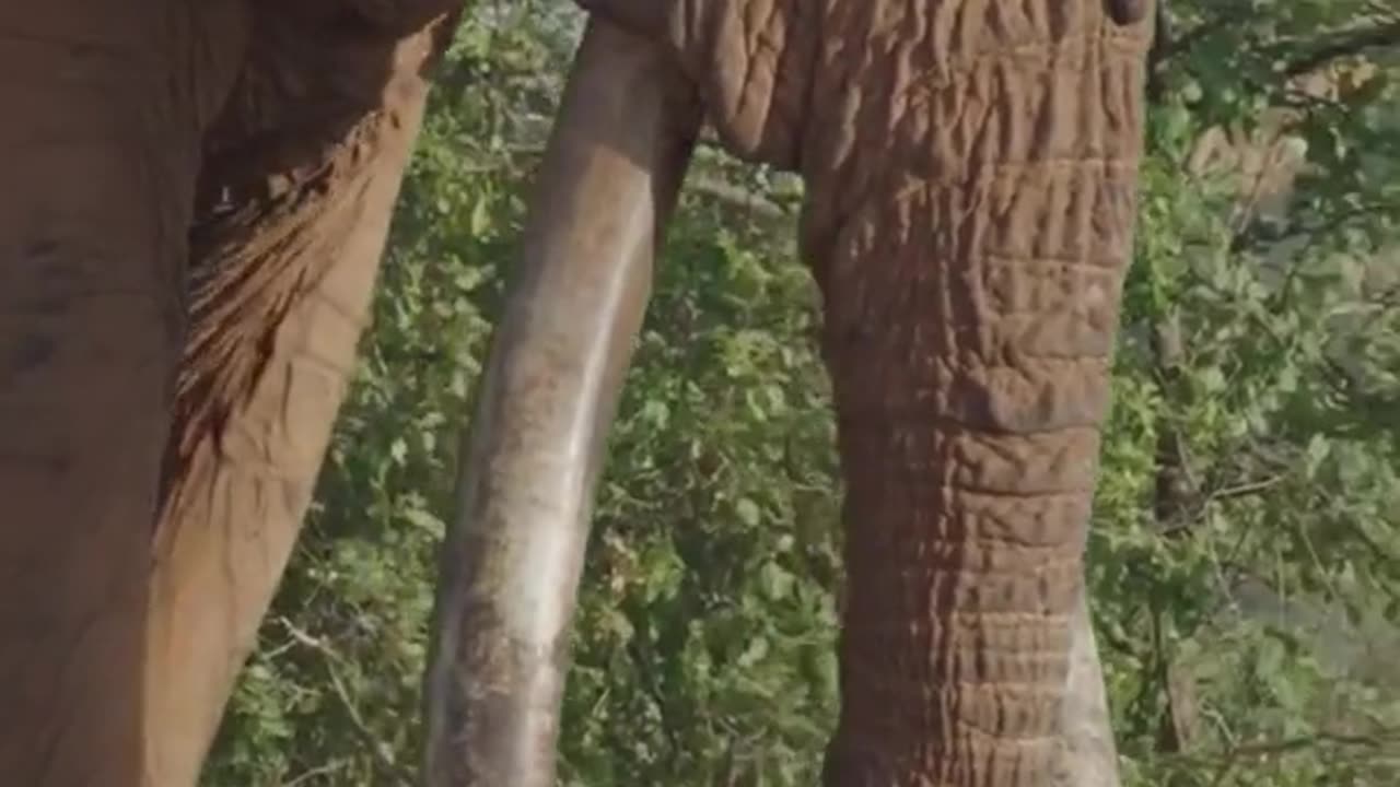 The Largest Tusks In Africa
