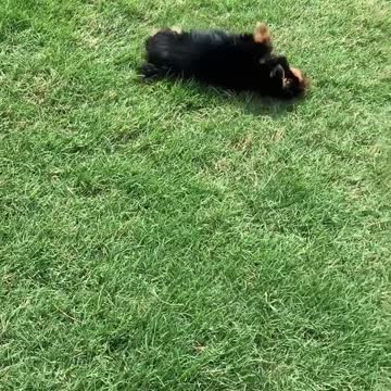 Yorkie Puppy Loves Rolling down the Hill