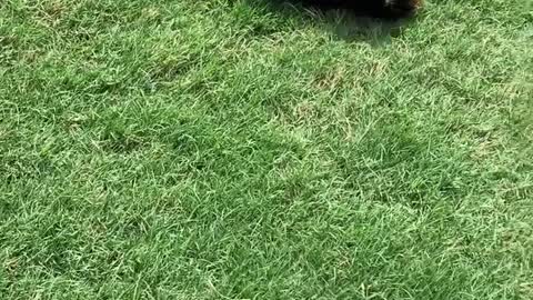 Yorkie Puppy Loves Rolling down the Hill