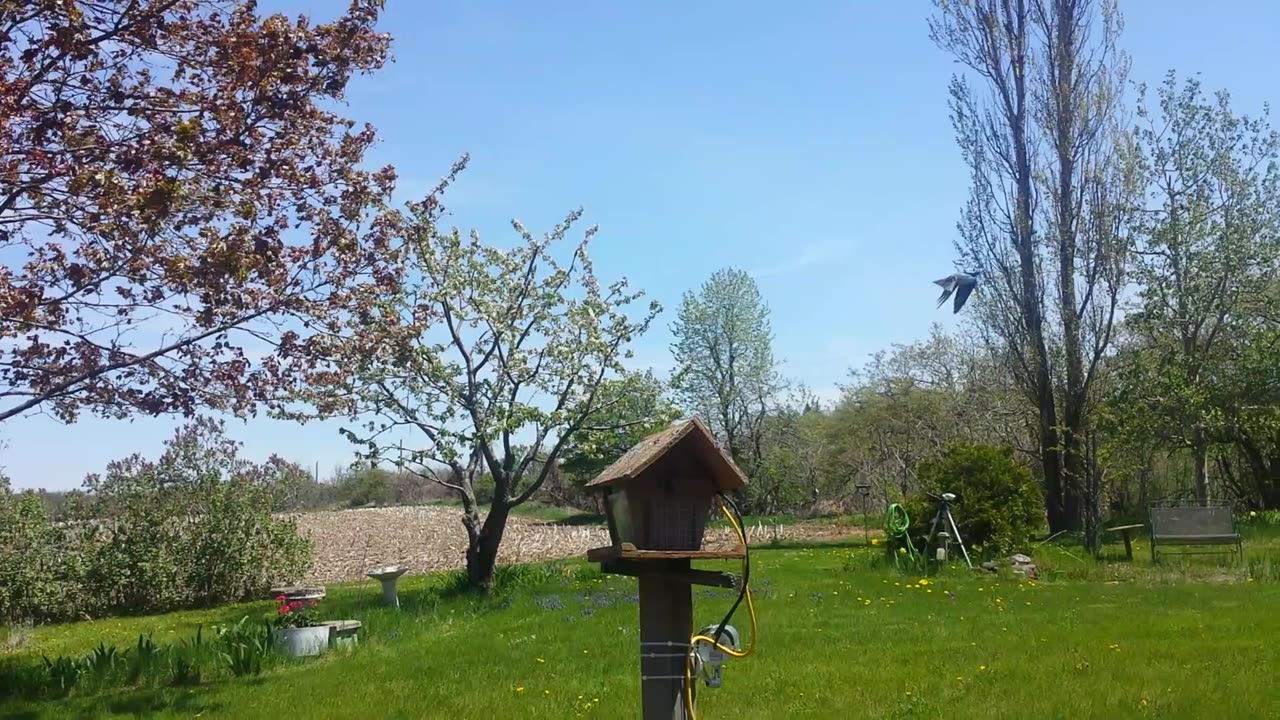 tree swallow