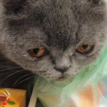 my cat liked the taste of the soap bag.