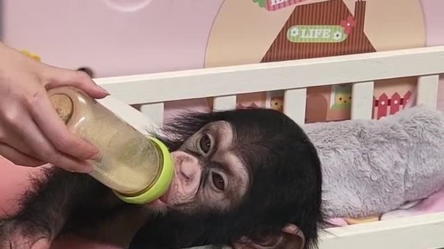 Little chimp drink milk, Super cute