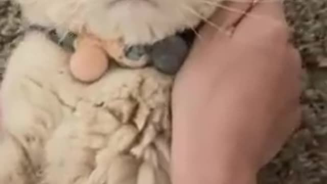 CAT VIDEO SO FUNNY