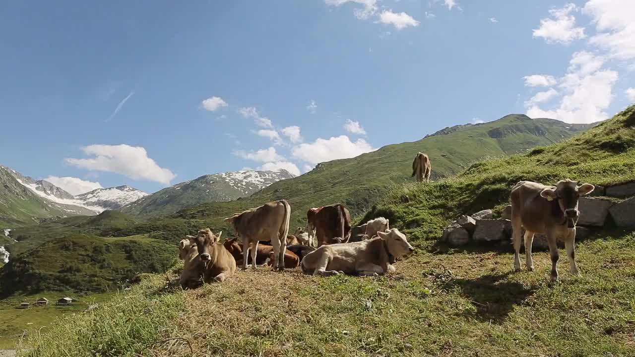 Many cows at the mountains close up