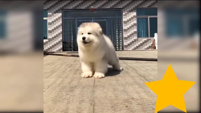 Pet animal video,Cute puppy,Cute puppy play time,funny puppy,funny animals