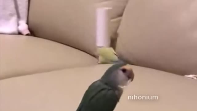 cute funny parrot playing