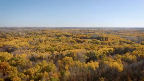 Enchanting Autumn Forests with Beautiful Piano Music