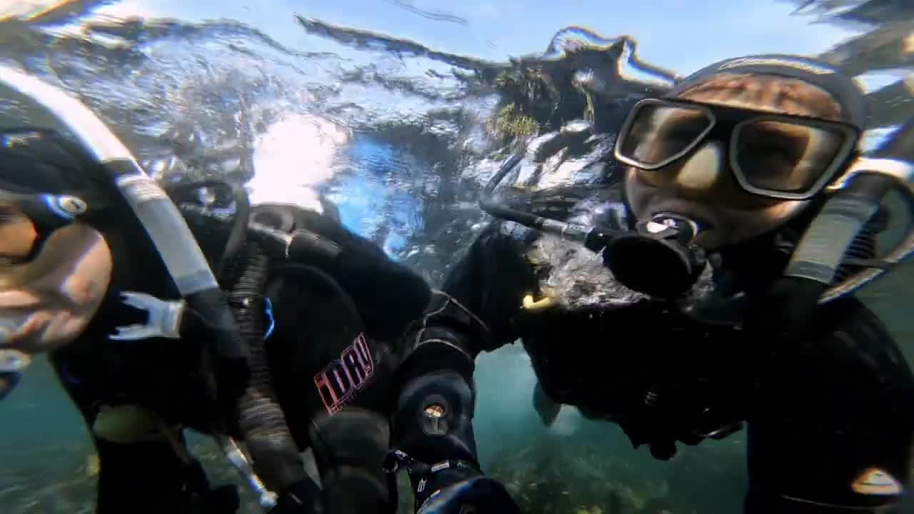 Grey Nurse Shark - Scuba Diving Shark Point Clovelly Sydney