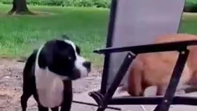 See which of your feiends this dog looks like