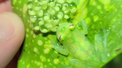 Father Frog Protecting His Eggs