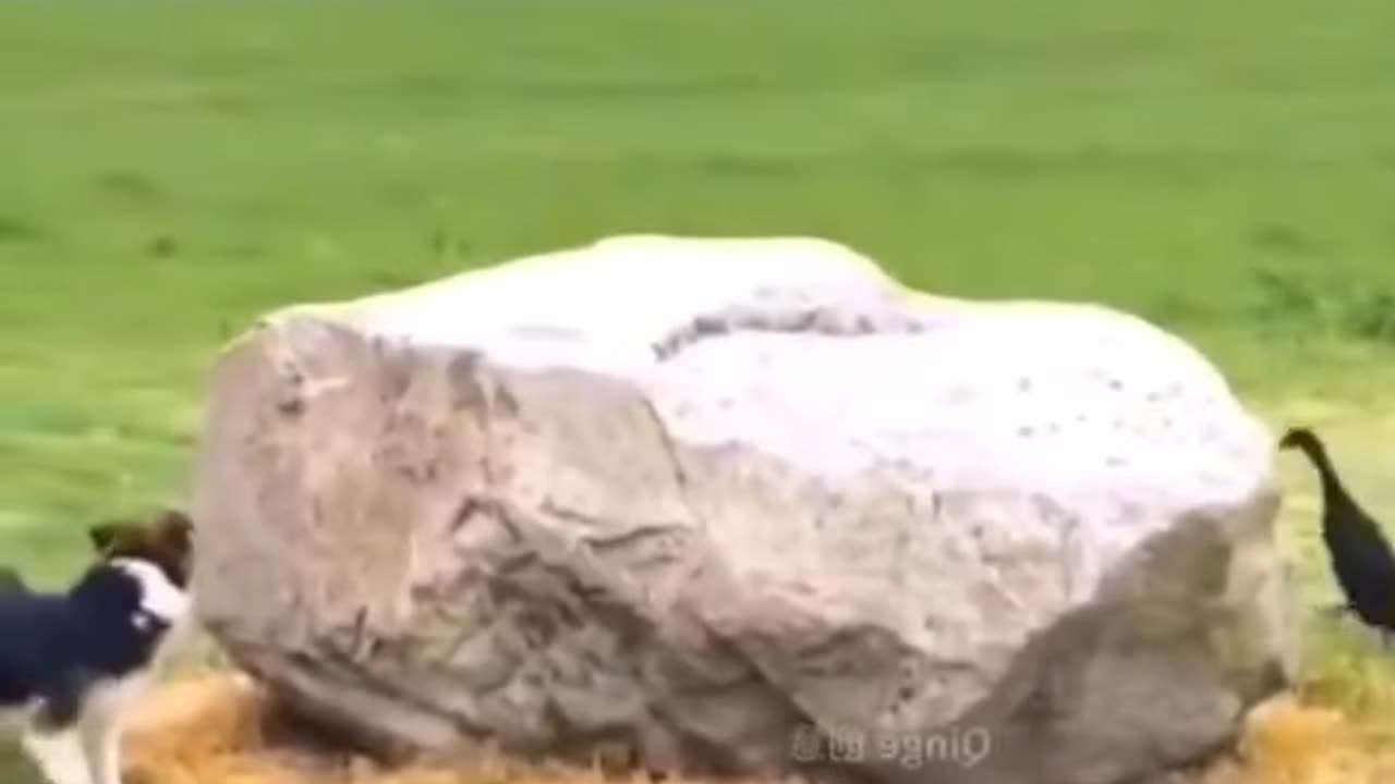Funny scene between a goose and a dog😄