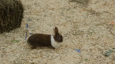 Leviticus 11 1-28 Understanding Ceremonially Clean and Unclean Animals