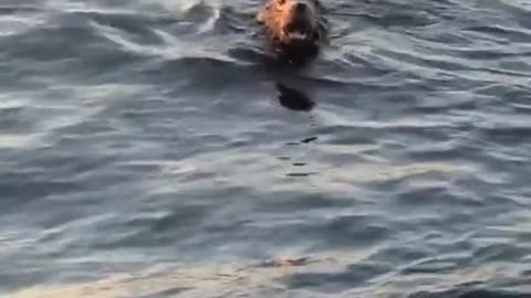 Sleeping Sea Lion Startled by Friendly Touch