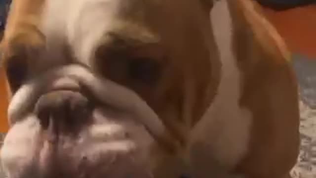 english bulldog horny