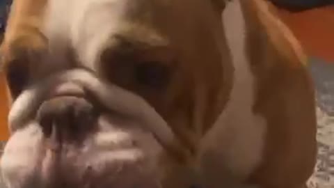 english bulldog horny