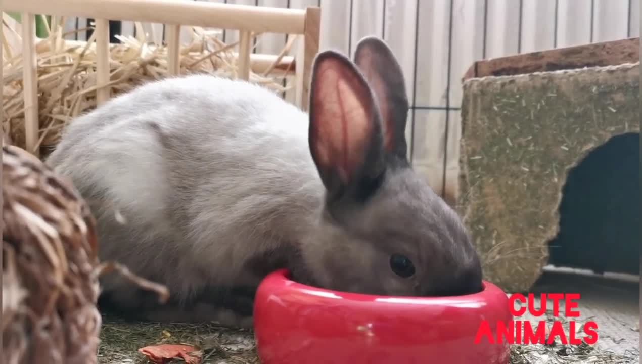 Funny and cute baby bunny rabbit