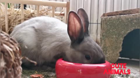 Funny and cute baby bunny rabbit