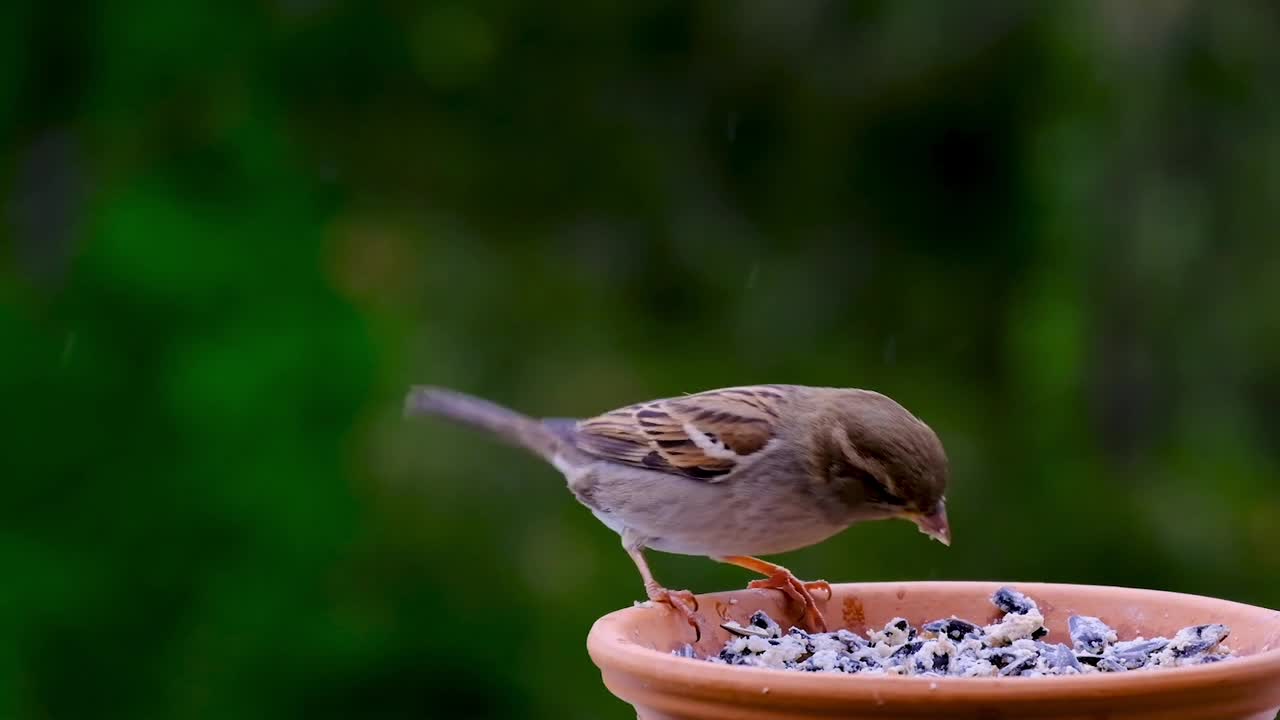 Talking bird، The beautiful bird touches the heart،talking parrot, birds video, birds sound,