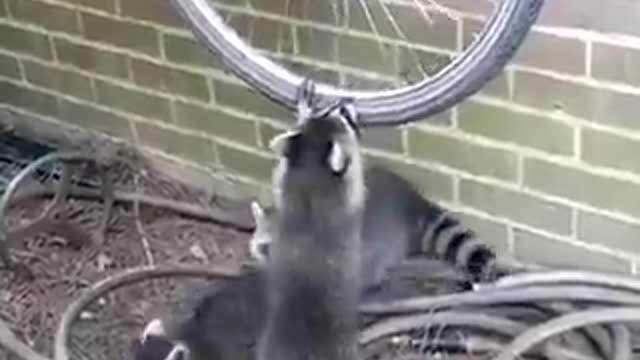Raccoons and bicycle