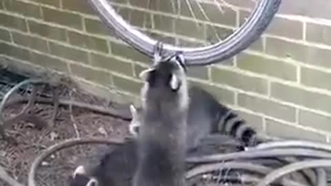 Raccoons and bicycle