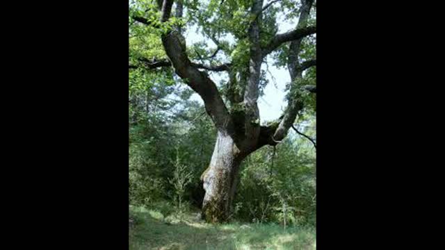 ¿El Árbol de la Vida? - Frederick Guttmann