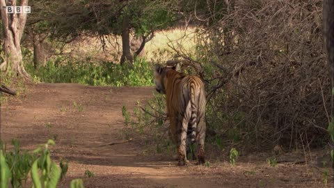 Deer's Close Call with a Tiger | BBC Earth