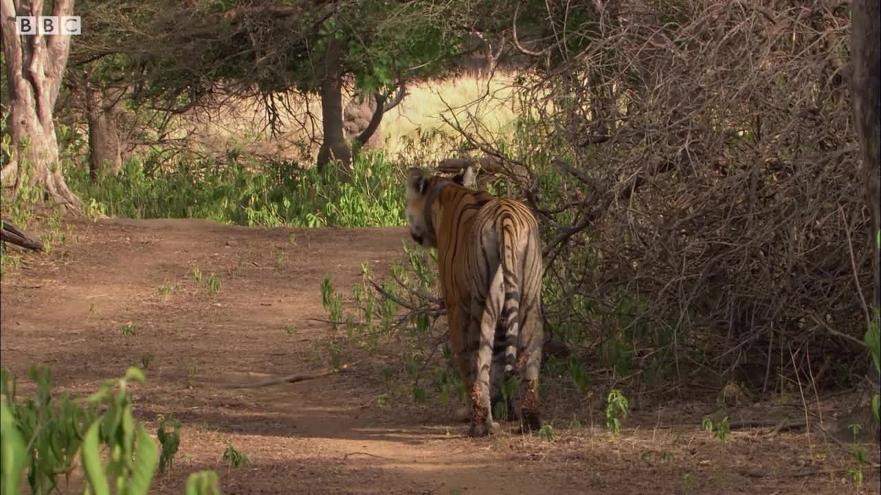 Deer's Close Call with a Tiger | BBC Earth