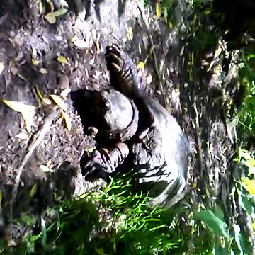 Puppy and huge snapping turtle