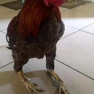 Lovely animals.cute.