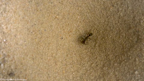 How do trap-jaw ants perfectly time their snaps?